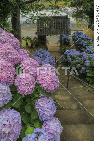 ヲベタ清正公堂の紫陽花 106468477
