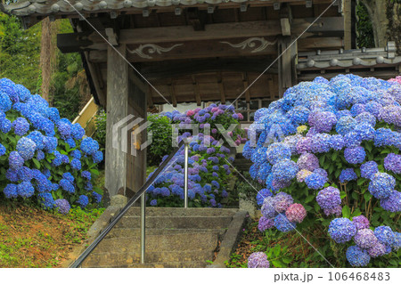 ヲベタ清正公堂の紫陽花 106468483