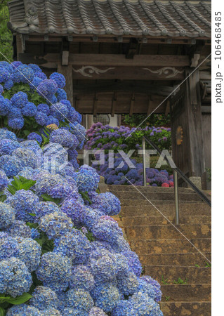 ヲベタ清正公堂の紫陽花 ヲベタ清正公堂の紫陽花 106468485