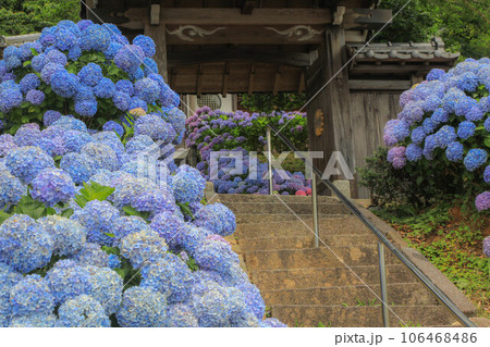 ヲベタ清正公堂の紫陽花 106468486