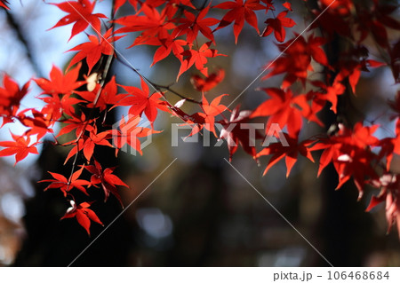 真っ赤な紅葉 真っ赤な紅葉 106468684