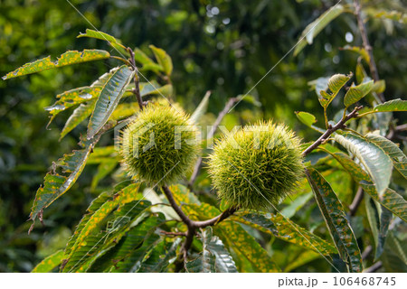 秋に実った毬栗 106468745