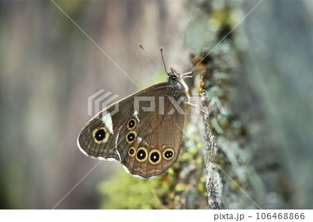 岩場に止まるツマジロウラジャノメ 岩場に止まるツマジロウラジャノメ 106468866