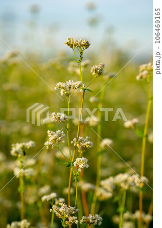蕎麦畑に咲く白いソバの花 蕎麦畑に咲く白いソバの花 106469165