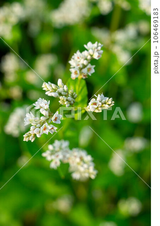 蕎麦畑に咲く白いソバの花 106469183