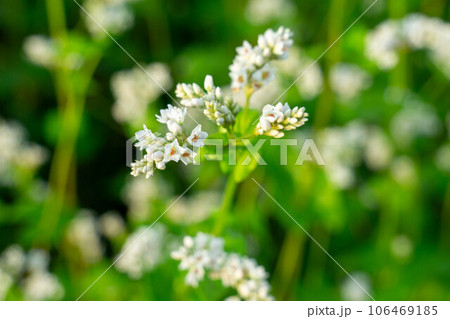 蕎麦畑に咲く白いソバの花 蕎麦畑に咲く白いソバの花 106469185