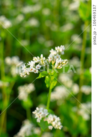 蕎麦畑に咲く白いソバの花 106469187