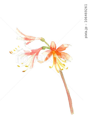 水彩で描いた 野に咲くノカンゾウの花 野萱草 山野草 白バック  106469261