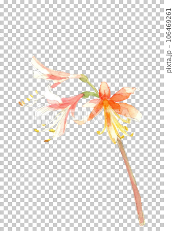 水彩で描いた 野に咲くノカンゾウの花 野萱草 山野草 白バック  106469261