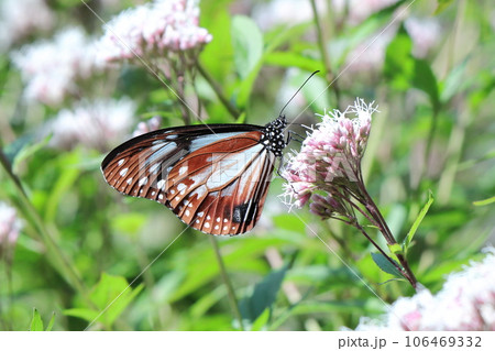 蜜を吸うアサギマダラ 106469332