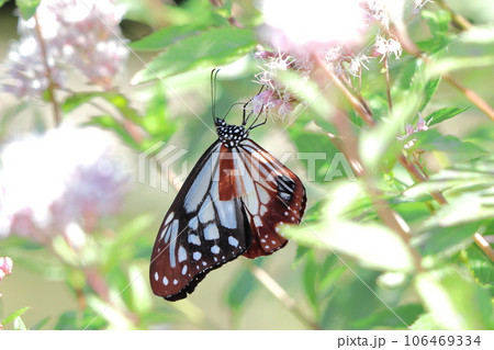 蜜を吸うアサギマダラ 106469334