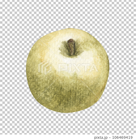 Hand drawn watercolor painting of Green apples. 106469419