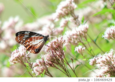 フジバカマで蜜を吸うアサギマダラの背景 106469429