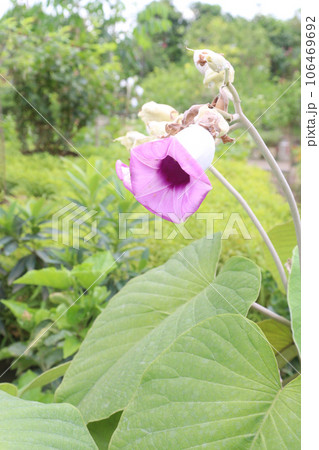 elephant creeper flower plant on farm elephant creeper flower plant on farm 106469692