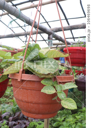 Episcia cupreata leaf plant on hanging pot 106469698