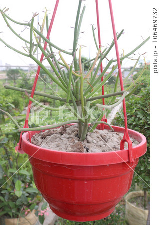 Pencil cactus tree on hanging pot in farm Pencil cactus tree on hanging pot in farm 106469732