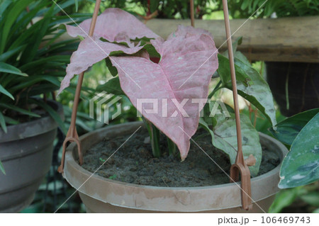 Arrowhead plant leaf plant on hanging pot in farm 106469743