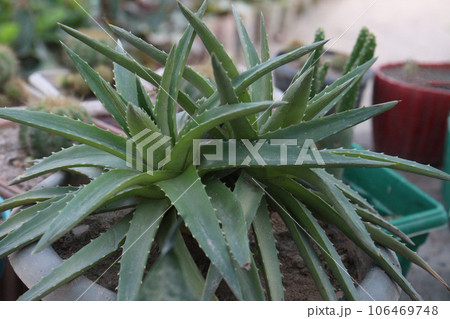 Dyckia brevifolia leaf plant on pot in farm 106469748