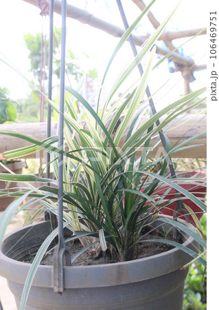 liriope spicata silver dragon leaf plant on pot 106469751