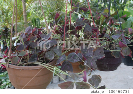 Oxalis triangularis tree on hanging pot on farm 106469752