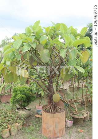 banyan Bonsai tree on nursery banyan Bonsai tree on nursery 106469755