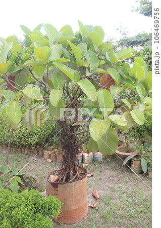 banyan Bonsai tree on nursery banyan Bonsai tree on nursery 106469756