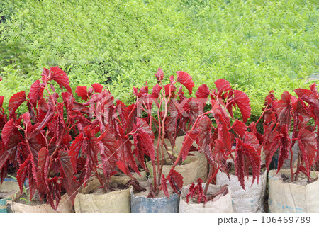 Angel wing Begonia leaf plant on farm Angel wing Begonia leaf plant on farm 106469789