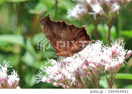 花の蜜を吸うキタテハ 花の蜜を吸うキタテハ 106469942