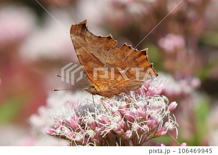 花の蜜を吸うキタテハ 花の蜜を吸うキタテハ 106469945
