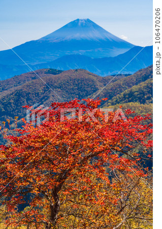 （山梨県）池の茶屋林道から望む、富士山　秋 106470206