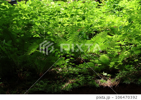 茅葺きの屋根にたくさんの植物を生やした、戸隠奥社、随神門 106470392