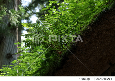 茅葺きの屋根にたくさんの植物を生やした、戸隠奥社、随神門 茅葺きの屋根にたくさんの植物を生やした、戸隠奥社、随神門 106470394