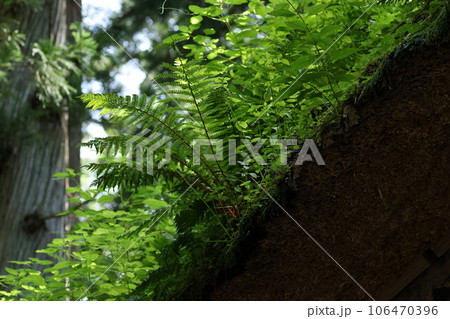 茅葺きの屋根にたくさんの植物を生やした、戸隠奥社、随神門 茅葺きの屋根にたくさんの植物を生やした、戸隠奥社、随神門 106470396