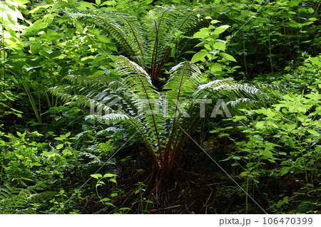 茅葺きの屋根にたくさんの植物を生やした、戸隠奥社、随神門 茅葺きの屋根にたくさんの植物を生やした、戸隠奥社、随神門 106470399
