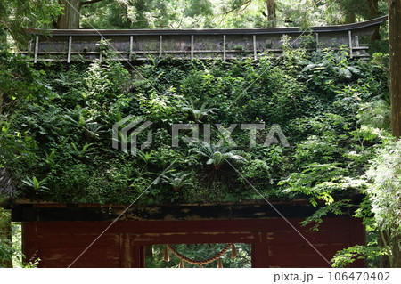 茅葺きの屋根にたくさんの植物を生やした、戸隠奥社、随神門 茅葺きの屋根にたくさんの植物を生やした、戸隠奥社、随神門 106470402