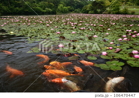 蛇の鼻公園の水蓮と鯉 106470447