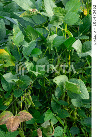 畑に植わっている枝豆畑 畑に植わっている枝豆畑 106470462