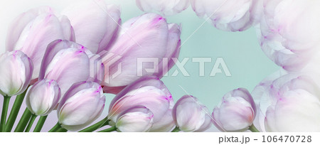 flowers purple  tulips on  turquoise background. Close-up. Flowers on the stem. Nature.. 106470728