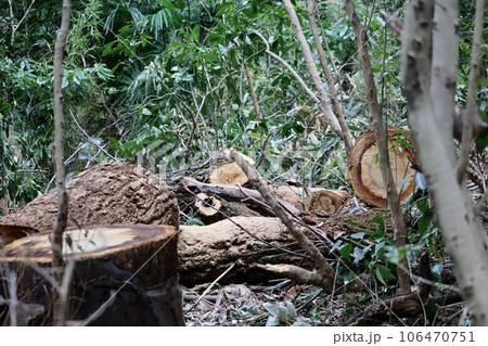 伐採した樹木の切り口 伐採した樹木の切り口 106470751