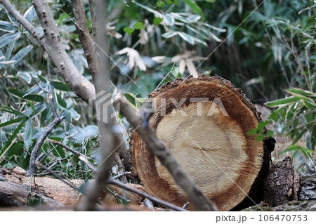 伐採した樹木の切り口 106470753