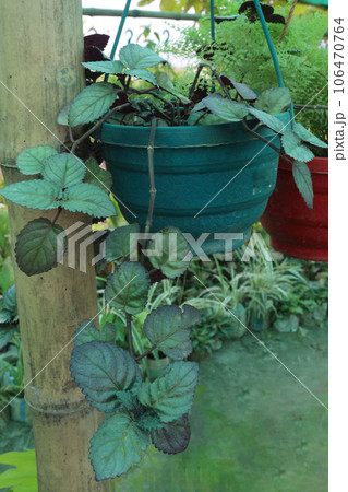 Episcia cupreata leaf plant on hanging pot 106470764