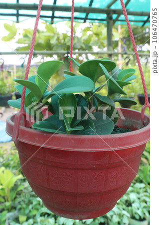 baby rubber plant on hanging pot in farm 106470765
