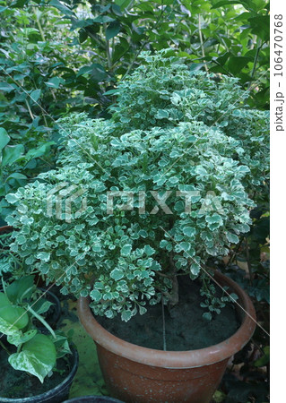 Polyscias fruticosa tree on farm Polyscias fruticosa tree on farm 106470768