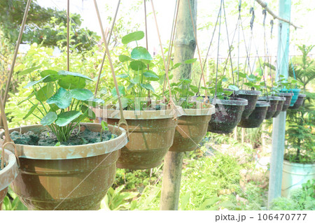 Hydrocotyle vulgaris plant on pot in farm Hydrocotyle vulgaris plant on pot in farm 106470777