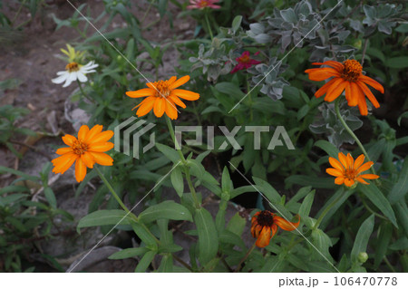 Common zinnia flower plant on farm Common zinnia flower plant on farm 106470778