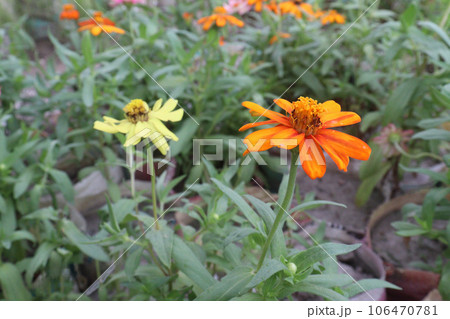 Common zinnia flower plant on farm Common zinnia flower plant on farm 106470781