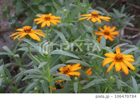 Common zinnia flower plant on farm Common zinnia flower plant on farm 106470784