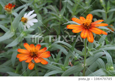 Common zinnia flower plant on farm 106470785