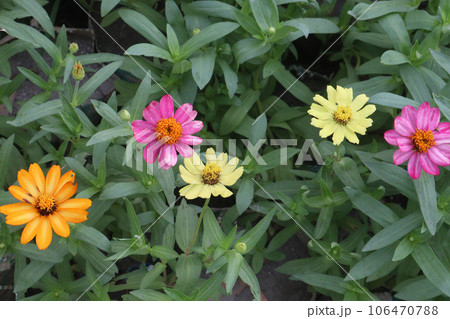 Common zinnia flower plant on farm Common zinnia flower plant on farm 106470788