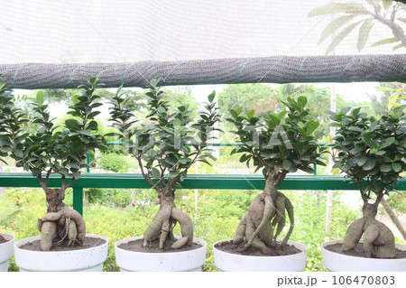Ficus microcarpa tree on pot in farm Ficus microcarpa tree on pot in farm 106470803
